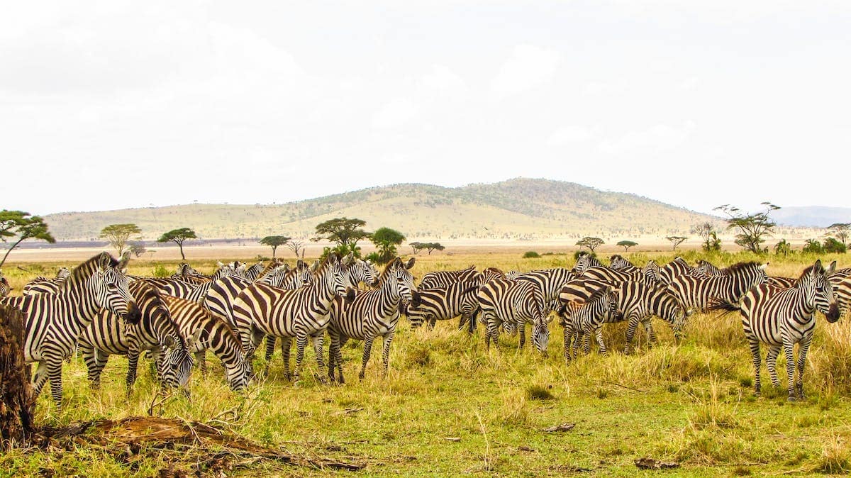 tanzanie safari