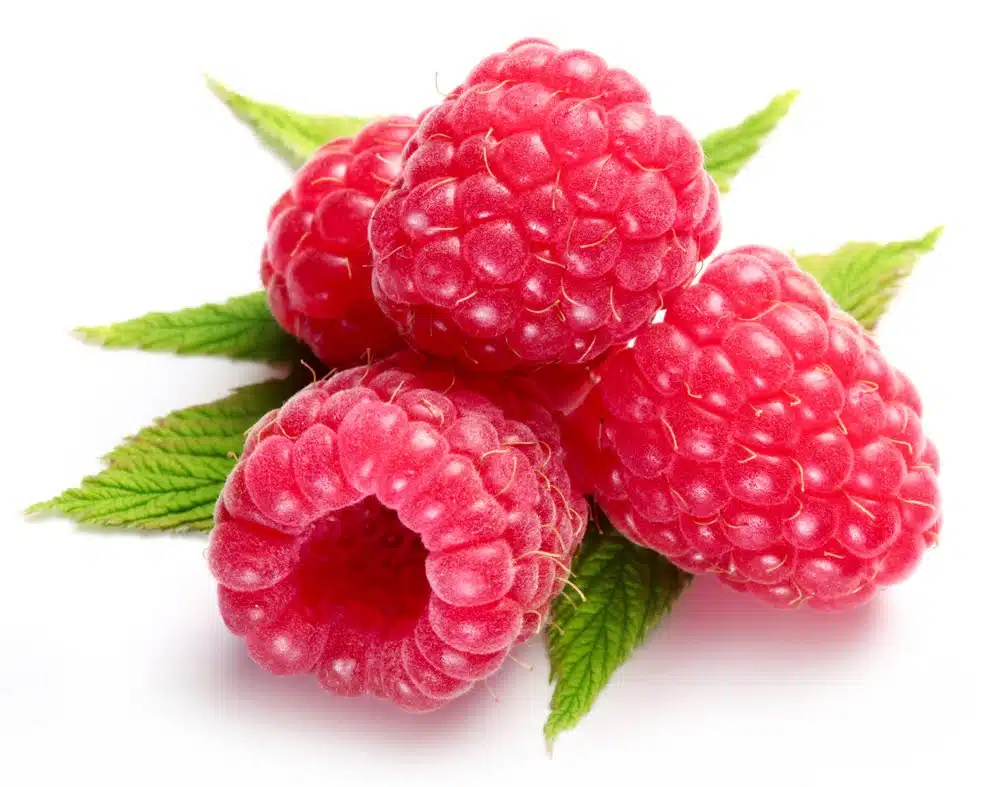 Des fruits de cétone de framboise